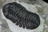 Nice, Austerops Trilobite - Visible Eye Facets #165900-3